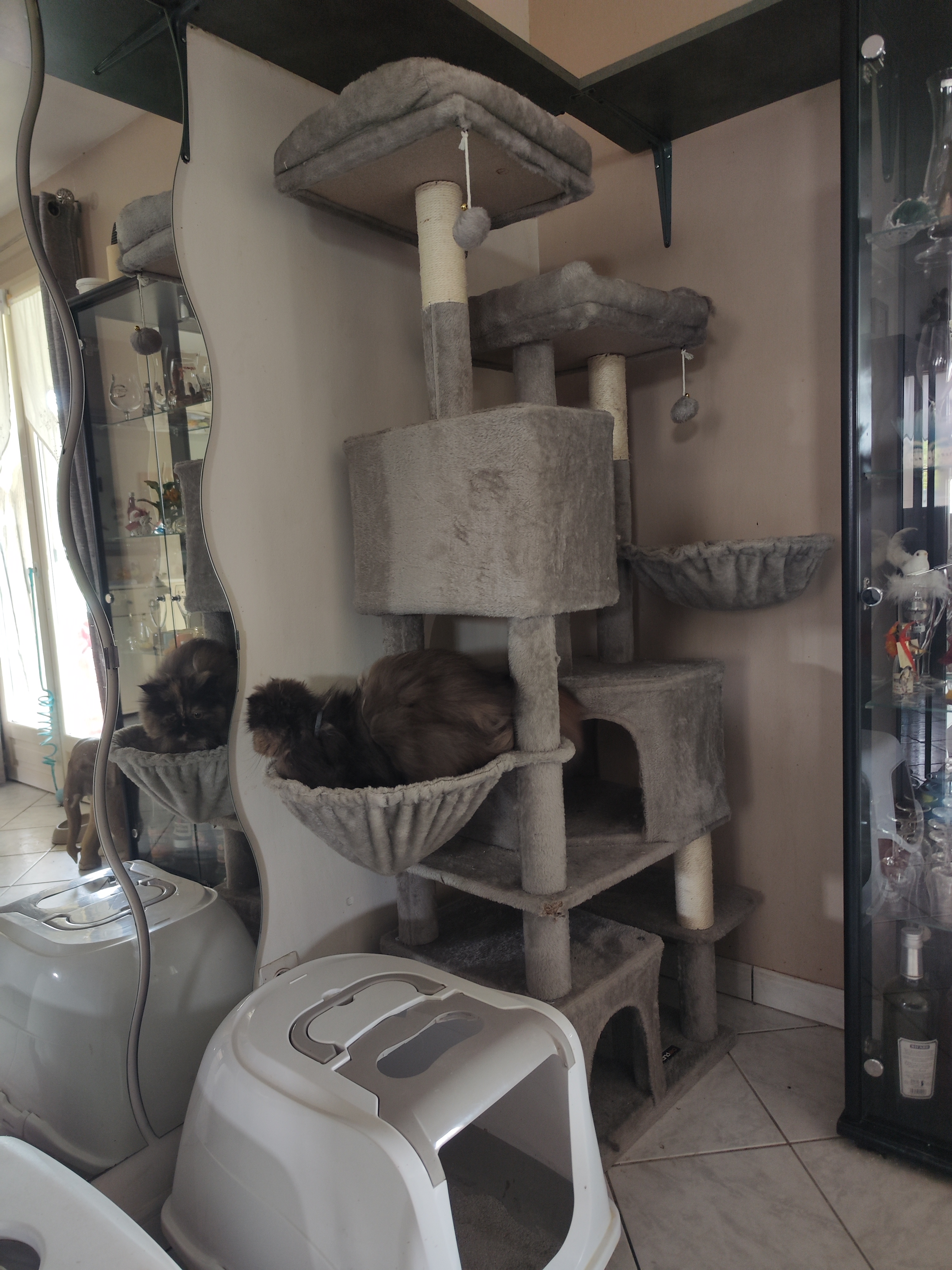 Grand arbre à chats