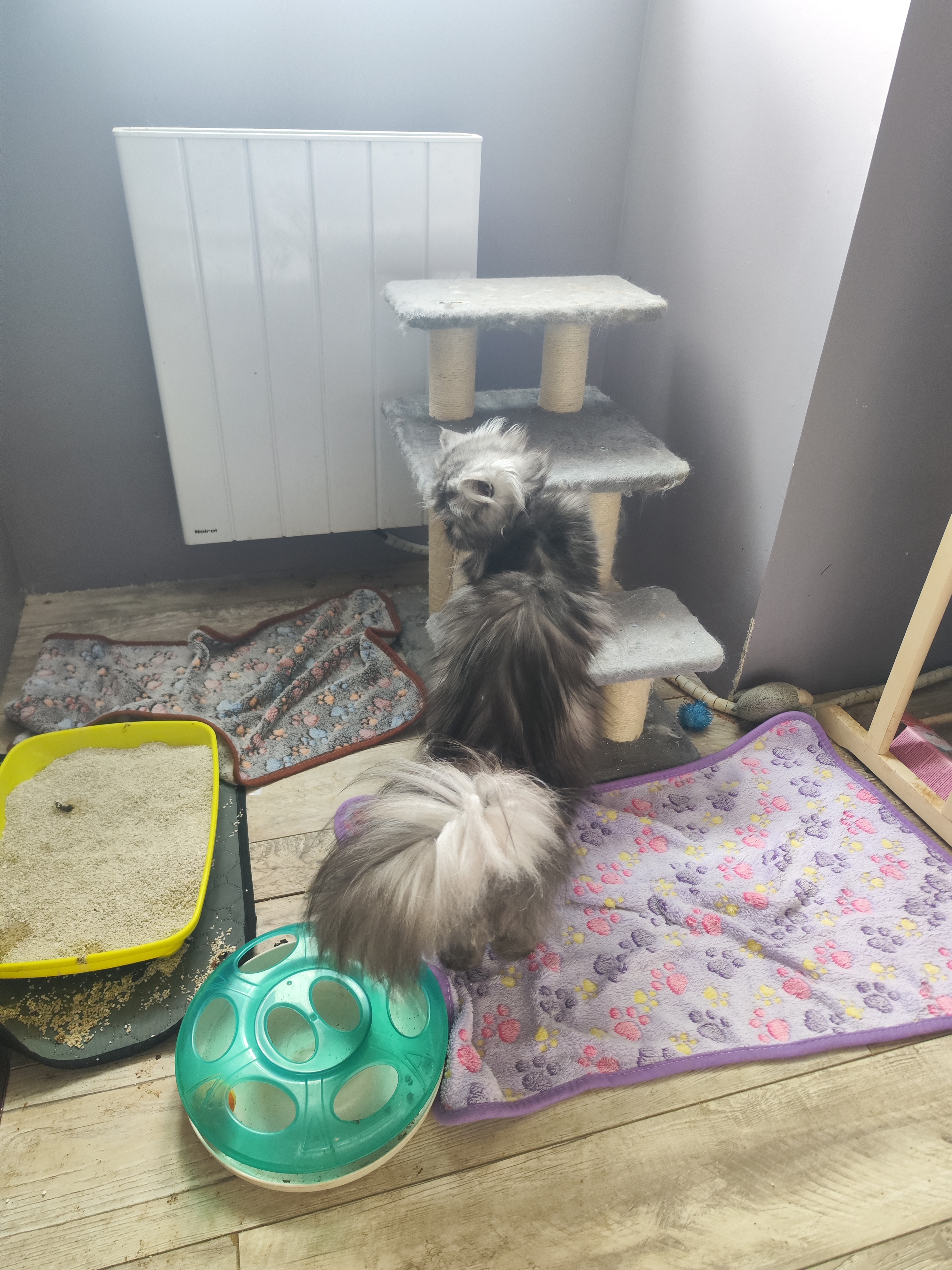 Petit arbre à chats