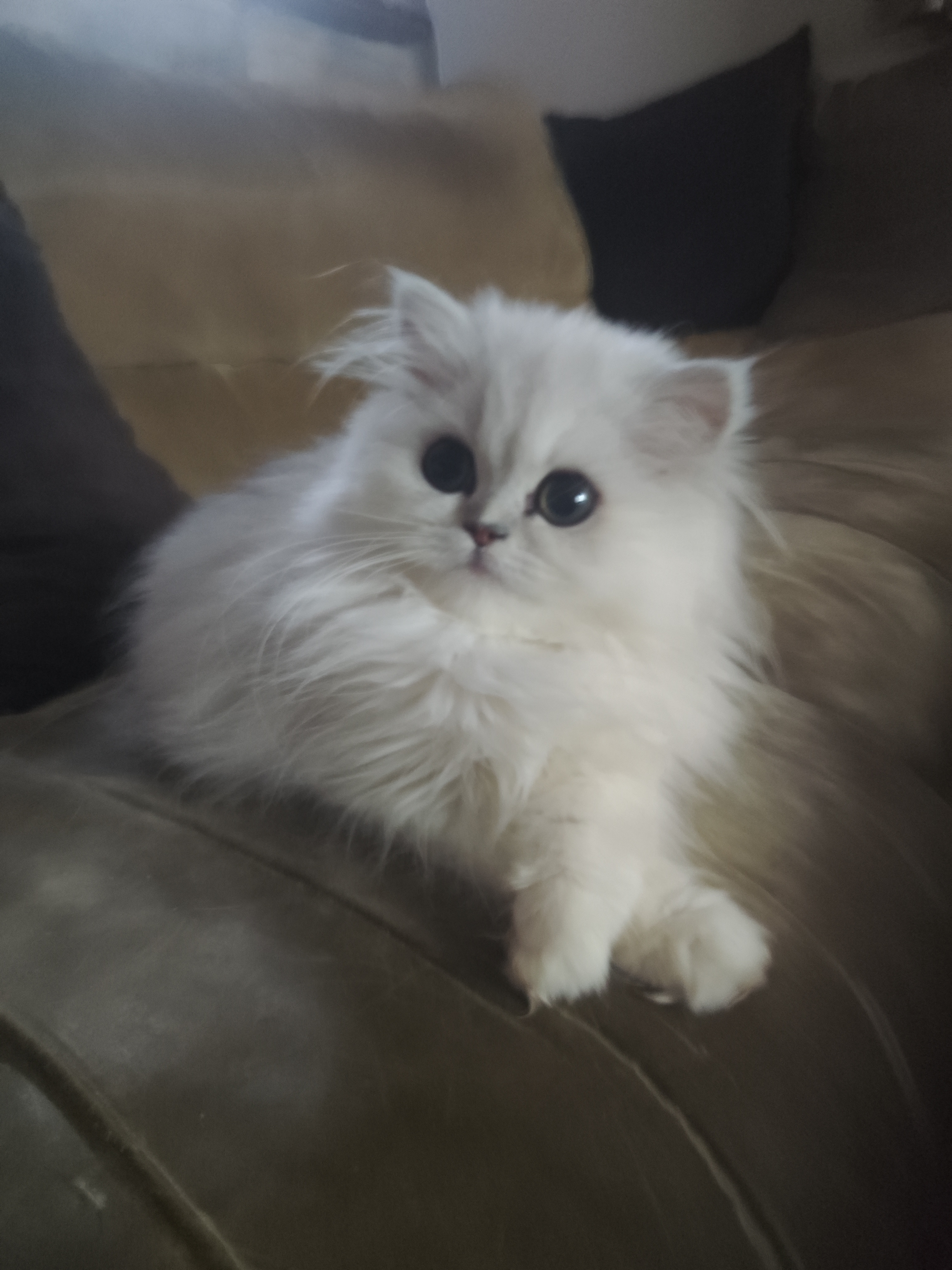 Bella, femelle reproductrice persane