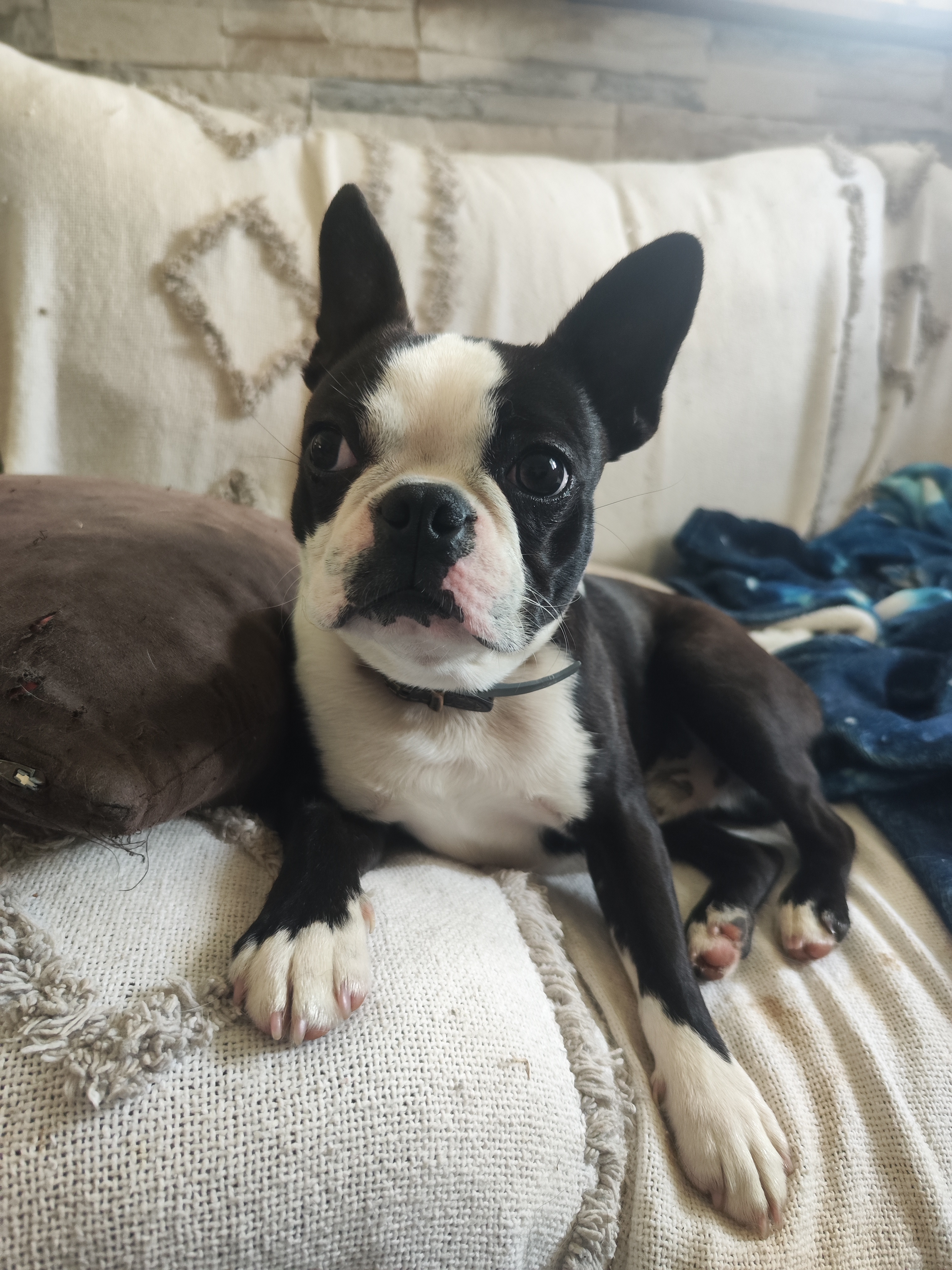 Boston Terrier
