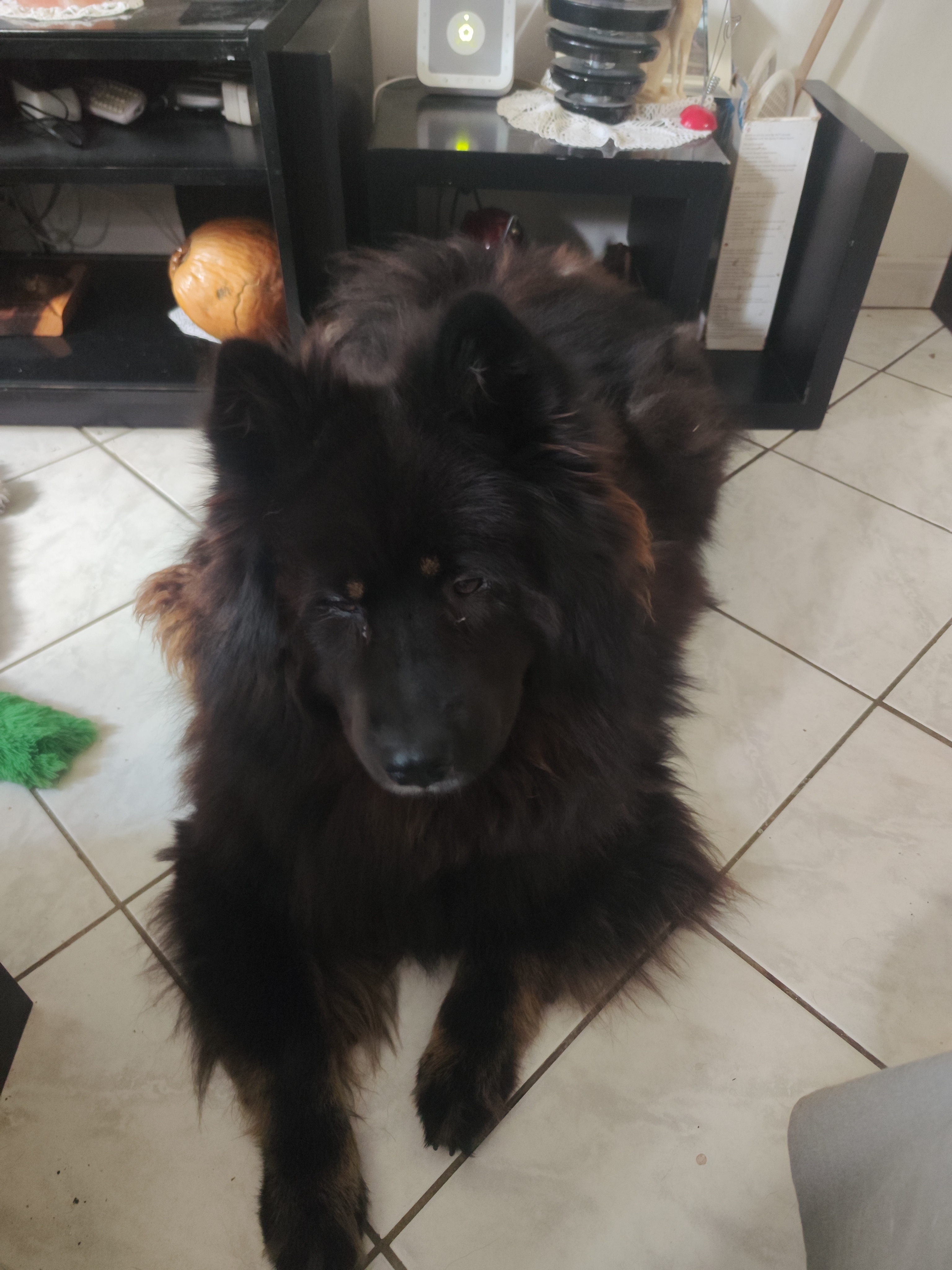 Eurasier