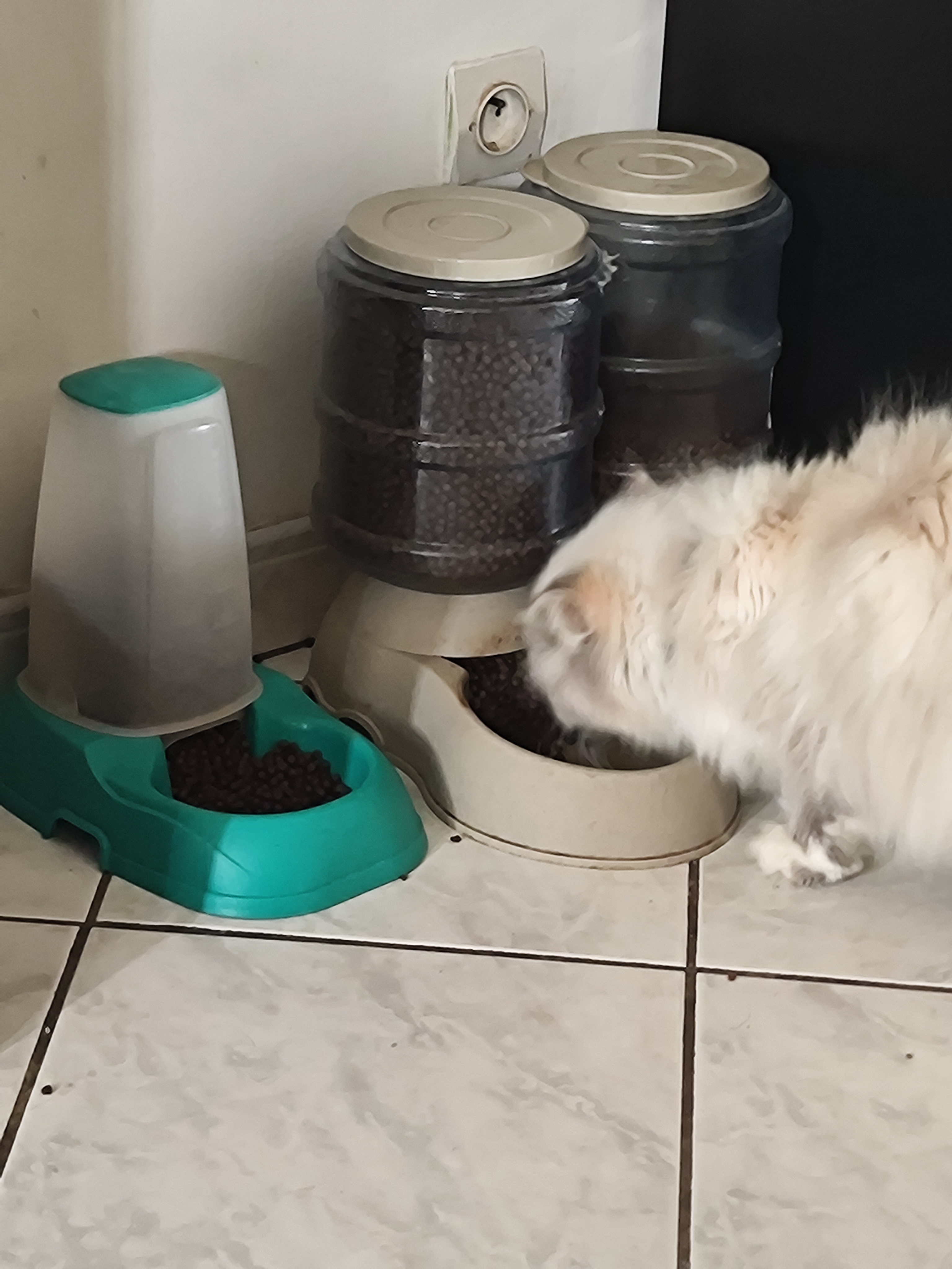 Chat aux croquettes