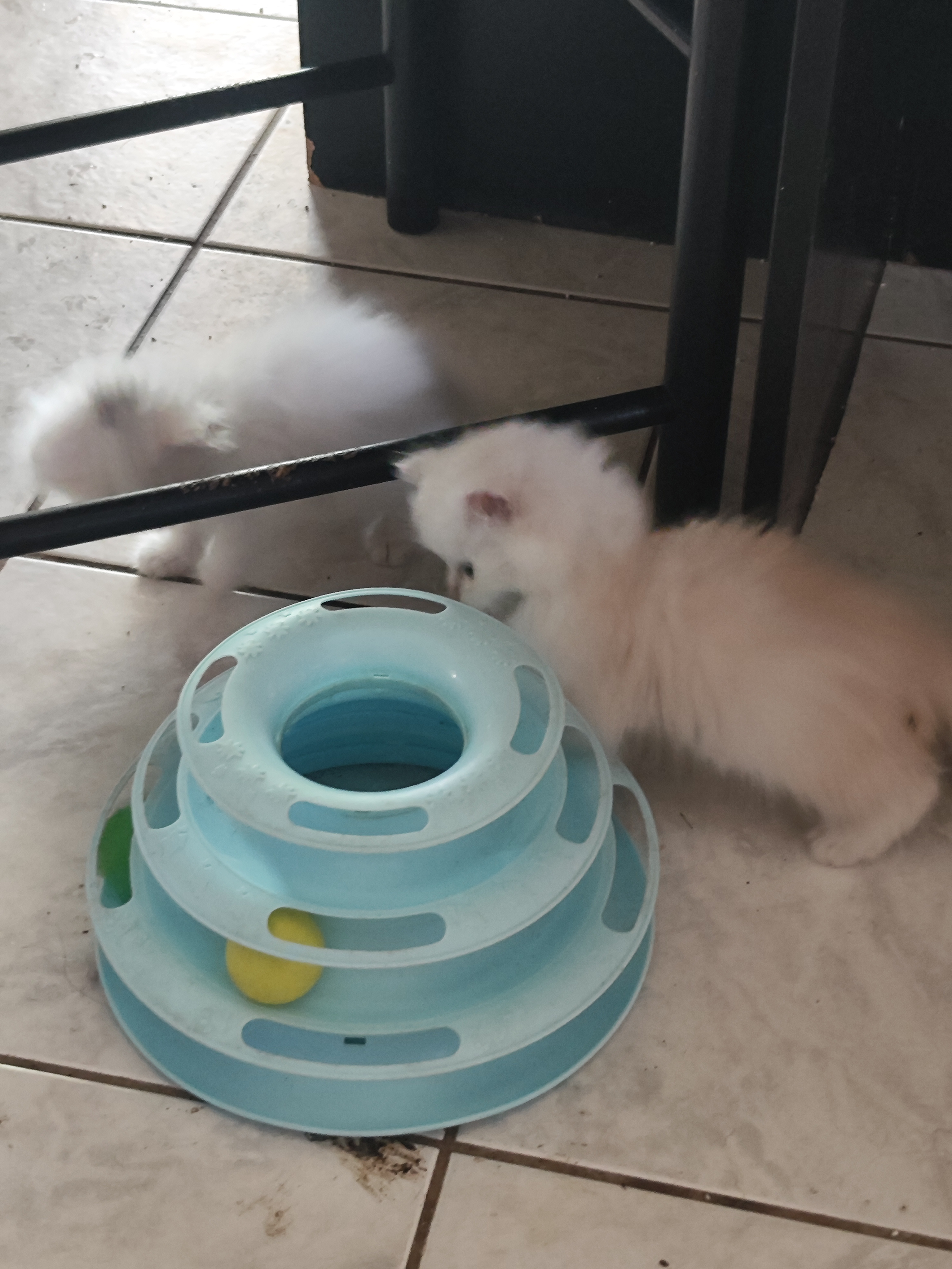 Chatons jouant