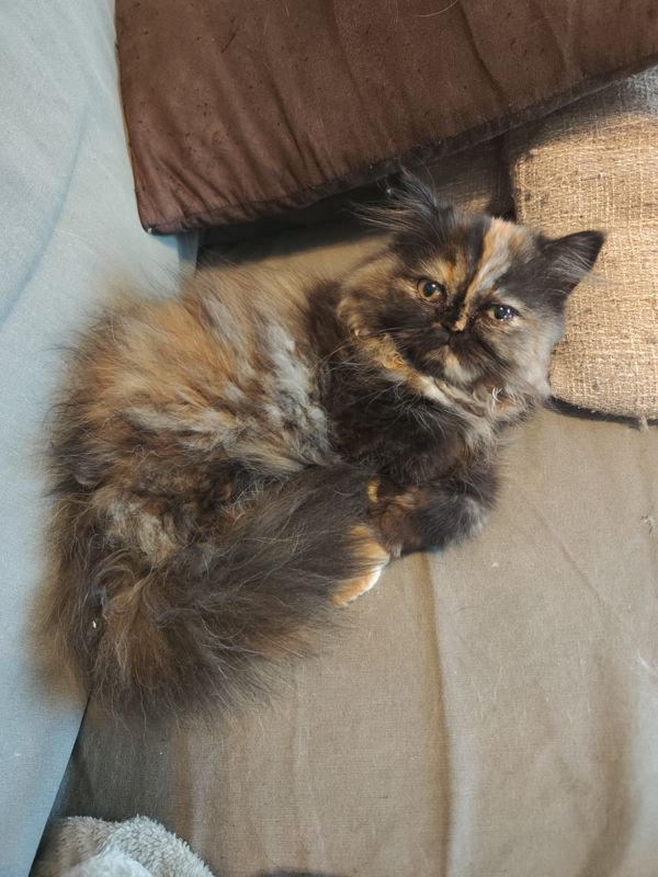 Misty