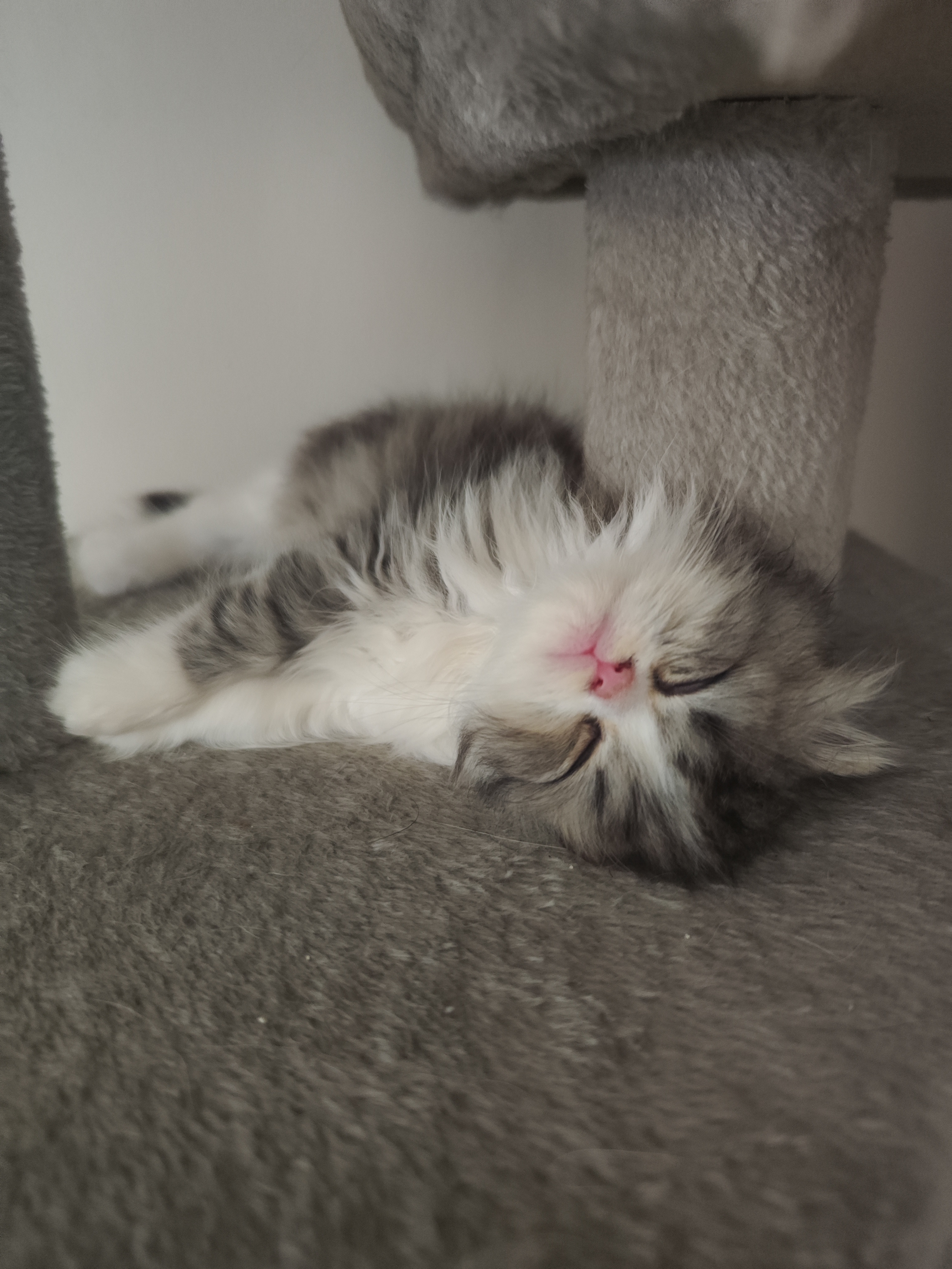 Bébé chaton nurserie