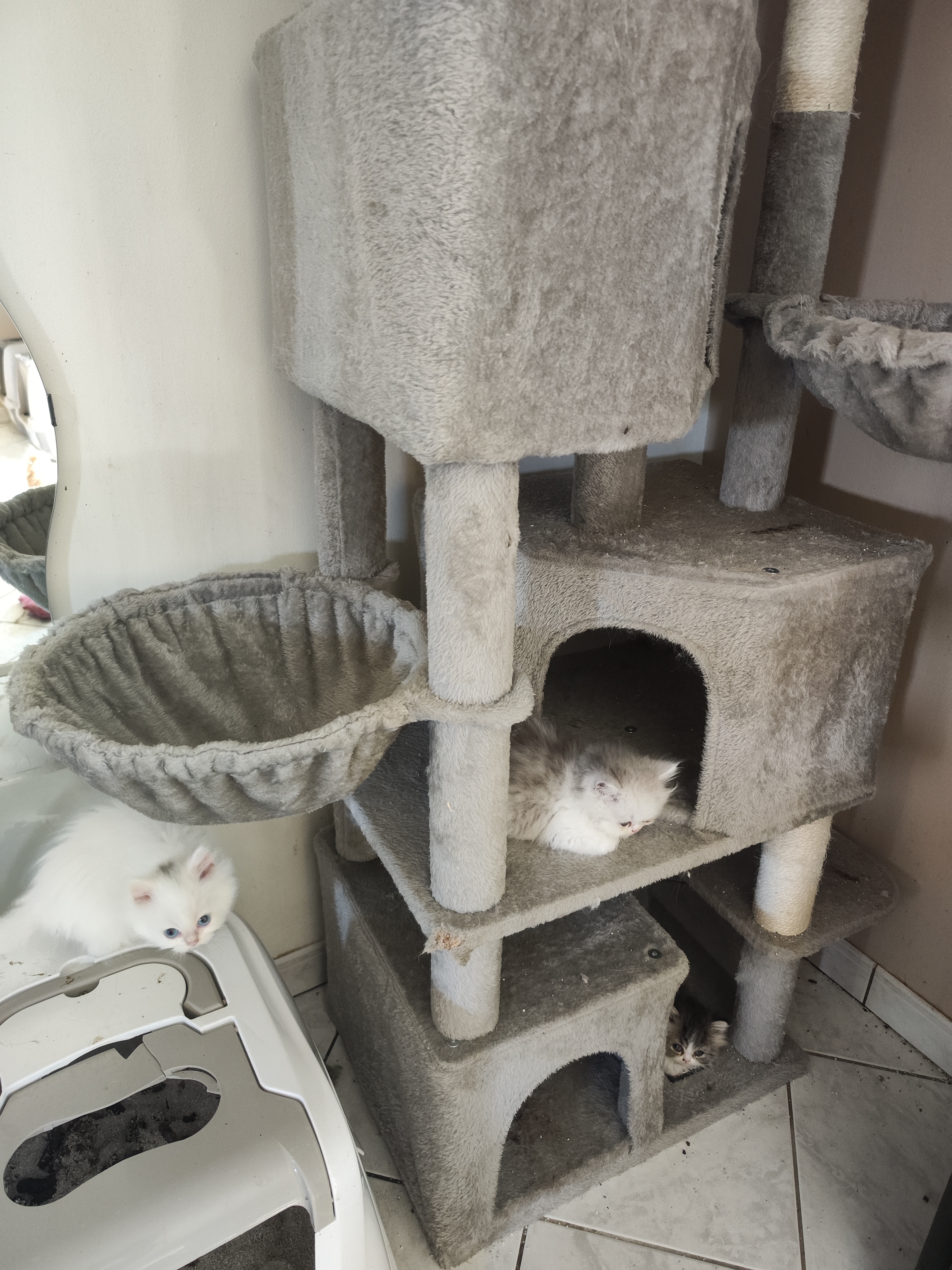 Chatons sur le grand arbre à chats