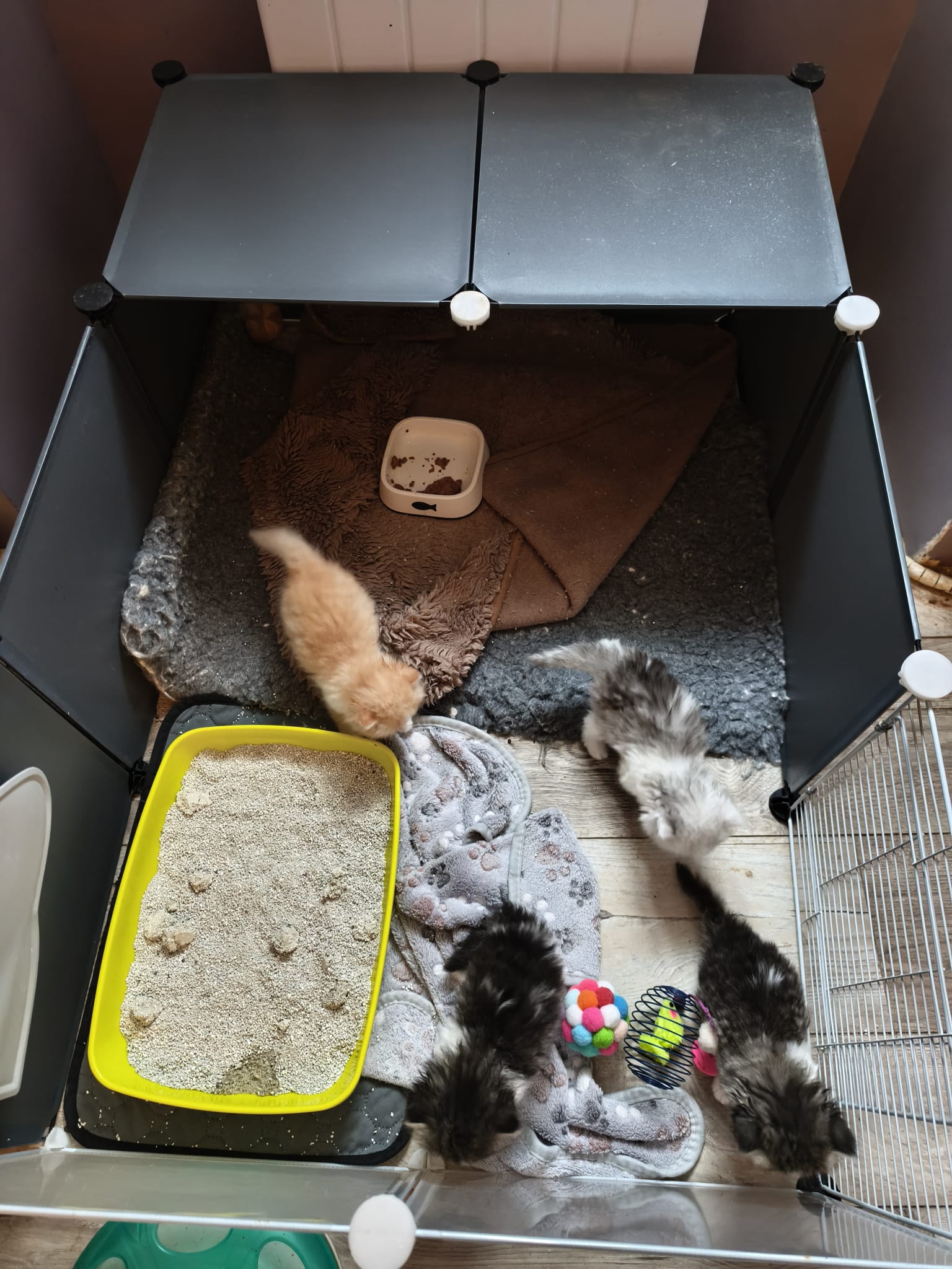 Espace aménagé pour les chatons dans la nurserie